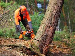 Seasonal Cleanup (Spring/Fall) in Eastpointe, MI