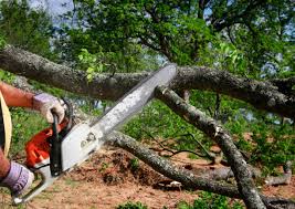 Tree and Shrub Care in Eastpointe, MI