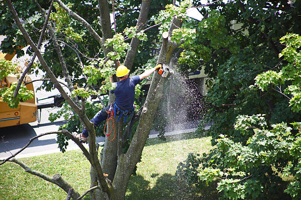 Reliable Eastpointe, MI Tree Removal Services Solutions